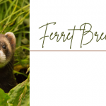 All About Ferret Breeds and Types