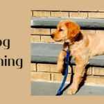 How to Choose the Best Dog Collars for Training?