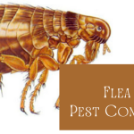 The Dangers of Flea Infestations