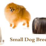 Why Small Dog Breeds Are the Best Choice in Estonia