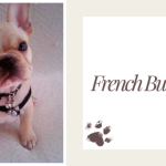 French Bulldogs and Family Life: A Perfect Match?